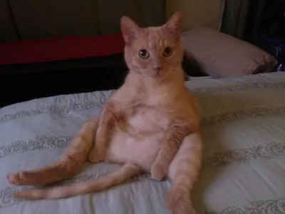 Chester The Cat blank meme template