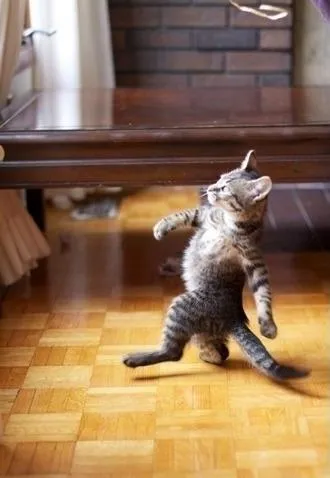 Cool Cat Stroll blank meme template