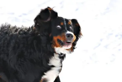 Crazy Dawg blank meme template