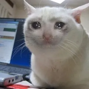 Crying cat blank meme template