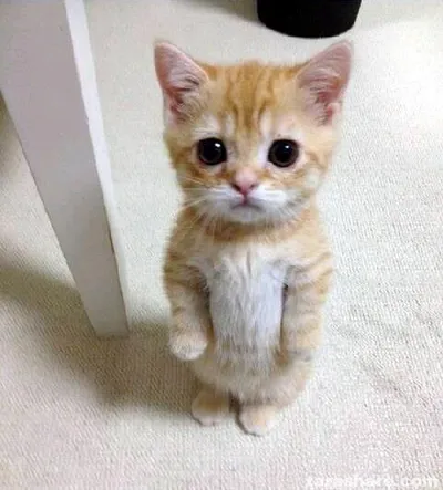 Cute Cat blank meme template