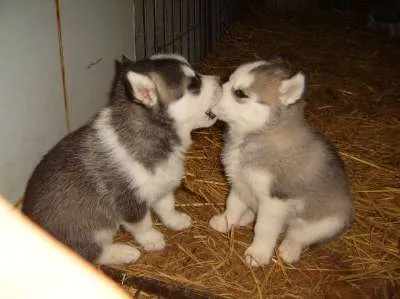 Cute Puppies blank meme template