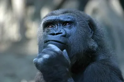 Deep Thoughts blank meme template