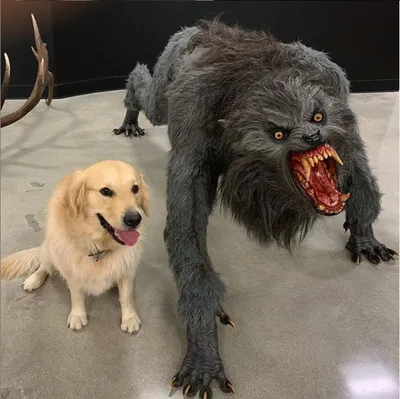 dog vs werewolf blank meme template