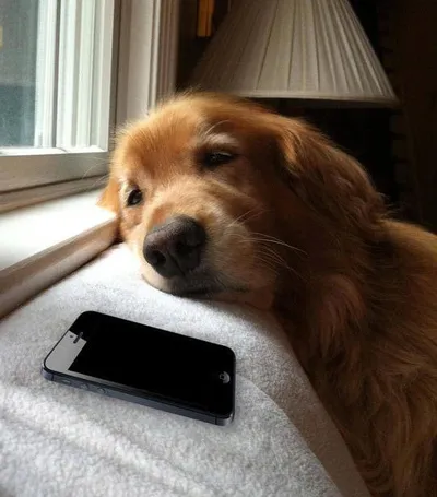 Dog waiting blank meme template