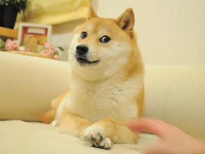 Doge 2 blank meme template