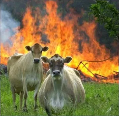 Evil Cows blank meme template