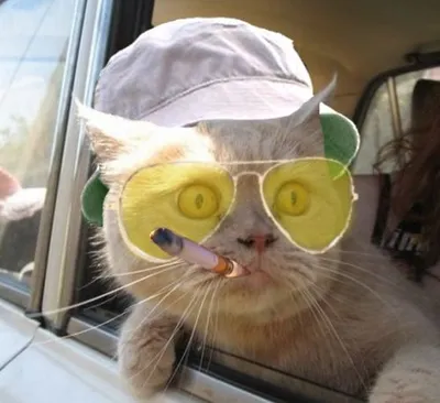 Fear And Loathing Cat blank meme template