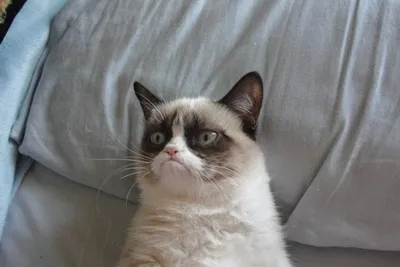 Grumpy Cat Bed blank meme template