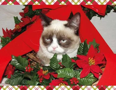 Grumpy Cat Mistletoe blank meme template