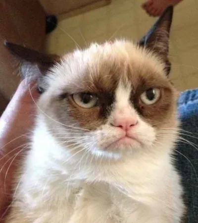 Grumpy Cat Reverse blank meme template