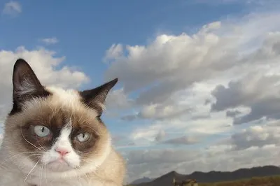 Grumpy Cat Sky blank meme template