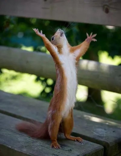 Happy Squirrel blank meme template
