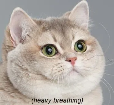 Heavy Breathing Cat blank meme template
