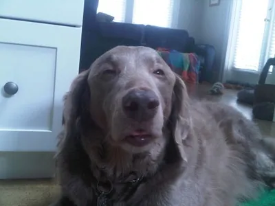 High Dog blank meme template