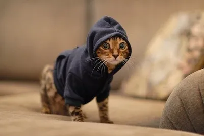 Hoody Cat blank meme template