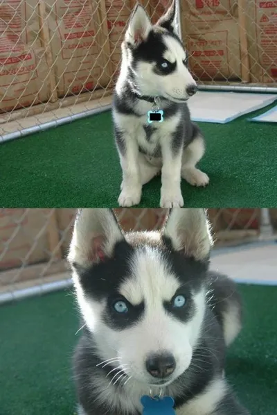 Insanity Puppy blank meme template