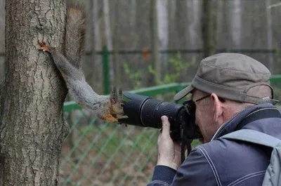 Jehovas Witness Squirrel blank meme template
