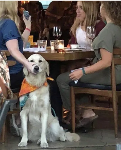 Lady holding dog mouth closed blank meme template