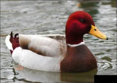Malicious Advice Mallard blank meme template