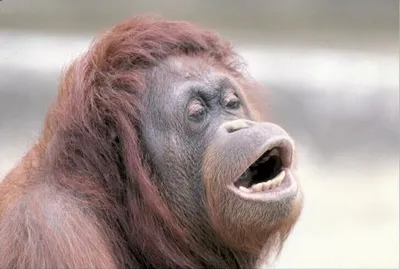 Monkey OOH blank meme template