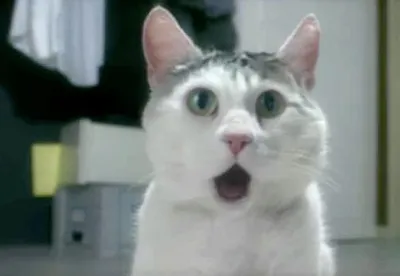 OMG Cat blank meme template
