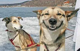 Original Stoner Dog blank meme template