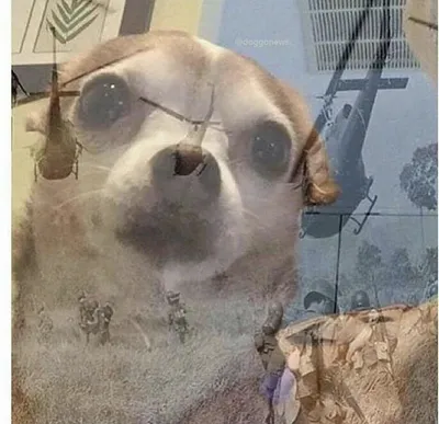 PTSD Chihuahua blank meme template