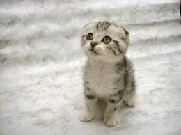 Sad Cat blank meme template