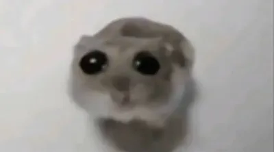 Sad Hamster blank meme template