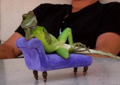 Sassy Iguana blank meme template