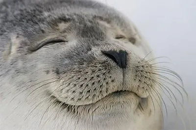 Satisfied Seal blank meme template