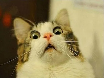 Scared Cat blank meme template