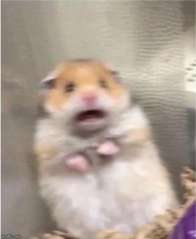 Scared Hamster blank meme template