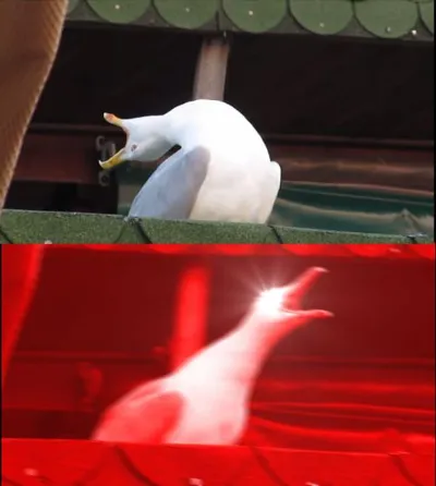 screaming seagull blank meme template