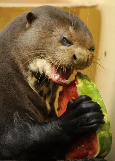 Self Loathing Otter blank meme template