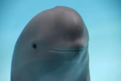 smiling dolphin blank meme template
