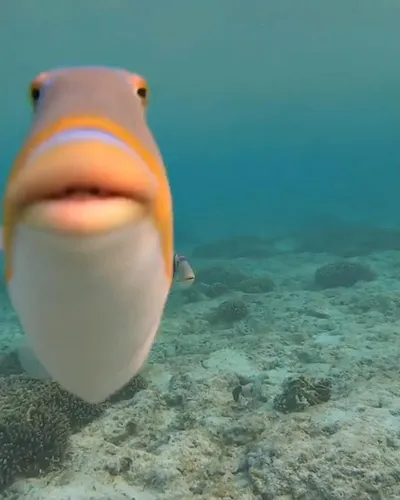 staring fish blank meme template