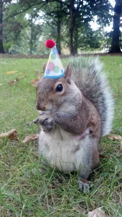 Super Birthday Squirrel blank meme template