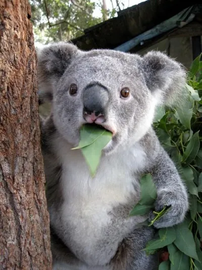 Surprised Koala blank meme template