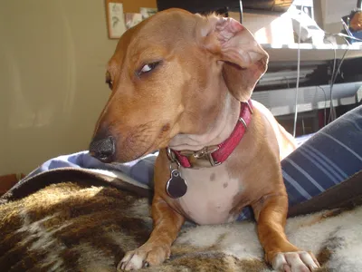 Suspicious Dog blank meme template