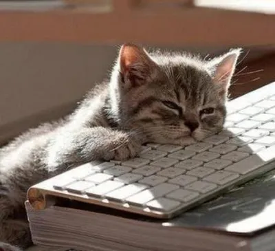 tired cat blank meme template