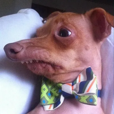 Tuna the dog (Phteven) blank meme template