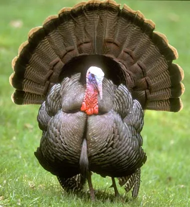 Turkey blank meme template