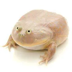 Wednesday Frog Blank blank meme template