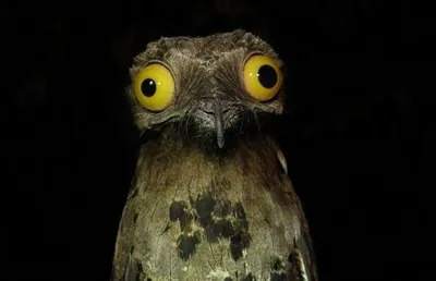Weird Stuff I Do Potoo blank meme template