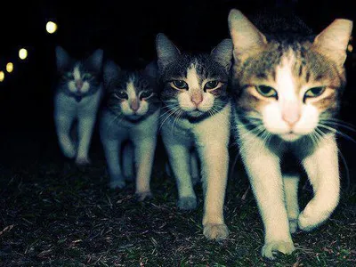 Wrong Neighboorhood Cats blank meme template